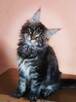 Kotka Maine Coon - 2