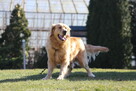 Golden Retriever pies dorosły - 2