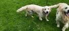 Szczeniak / piesek Golden Retriever Związek Kynologiczny FCI - 7