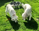 Szczeniak / piesek Golden Retriever Związek Kynologiczny FCI - 9