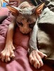 Sphynx • Sfinks Likwidacja hodowli dorosle Kotełki Wwa (PL ) - 15