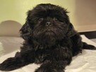 Piesek Czarny Shih Tzu - 3