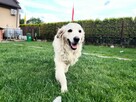 Szczeniak / piesek Golden Retriever Związek Kynologiczny FCI - 3