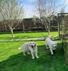 Szczeniak / piesek Golden Retriever Związek Kynologiczny FCI - 8