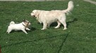 Szczeniak / piesek Golden Retriever Związek Kynologiczny FCI - 5