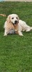 Szczeniak / piesek Golden Retriever Związek Kynologiczny FCI - 4