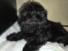 Piesek Czarny Shih Tzu - 1