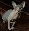 Sphynx • Sfinks Likwidacja hodowli dorosle Kotełki Wwa (PL ) - 3