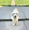 Szczeniak / piesek Golden Retriever Związek Kynologiczny FCI - 2