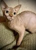 Sphynx • Sfinks Likwidacja hodowli dorosle Kotełki Wwa (PL ) - 12