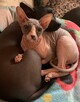 Sphynx • Sfinks Likwidacja hodowli dorosle Kotełki Wwa (PL ) - 10