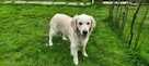 Szczeniak / piesek Golden Retriever Związek Kynologiczny FCI - 6