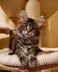Olbrzymie kociaki Maine Coon - 4