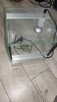 Witam mam do zaoferowania małe terrarium - 2