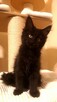 Olbrzymie kociaki Maine Coon - 5