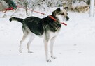 Szaza - cudowna, rodzinna, przyjazna suczka! - 3