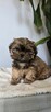 Shih tzu! - 3