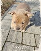 American Staffordshire Terrier - 7