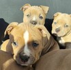 American Staffordshire Terrier - 8