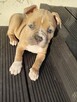 American Staffordshire Terrier - 4