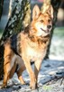 SABA - mądra, kochana sunia szuka domu już za długo, ADOPTUJ - 1