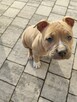 American Staffordshire Terrier - 1