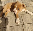 American Staffordshire Terrier - 2