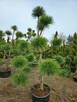 BONSAI Sosna Czarna formowana 800 zł - 2