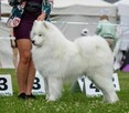 Samoyed / samojed szczeniaki ZKWP FCI - 4
