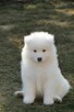 Samoyed / samojed szczeniaki ZKWP FCI - 3