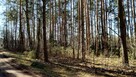 Działka leśna z prawem zabudowy jednorodzinnej - 3