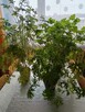 Geranium -rosliny doniczkowe - 2