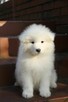 Samoyed / samojed szczeniaki ZKWP FCI - 2