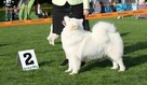 Samoyed / samojed szczeniaki ZKWP FCI - 6