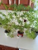 Geranium -rosliny doniczkowe - 3