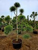 BONSAI Sosna Czarna formowana 800 zł - 3