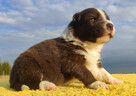 Rasowy sczeniak Border Collie czekoladowej maści z hodowli - 4