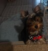 Yorkshire terrier - 3