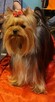Yorkshire terrier - 9