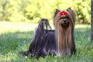 Yorkshire terrier - 5