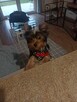 Yorkshire terrier - 4