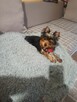 Yorkshire terrier - 7