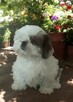 Shih tzu rasowy piesek FCI - 8
