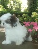 Shih tzu rasowy piesek FCI - 6