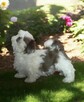 Shih tzu rasowy piesek FCI - 4