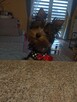 Yorkshire terrier - 6