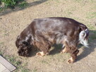 Dorosła suczka Cocker spaniel - Liver Roan - 5