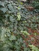 Hibiskus, hortensja, trzmielina i inne rośliny - 16