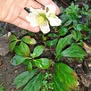 Hibiskus, hortensja, trzmielina i inne rośliny - 3