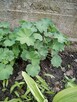 Hibiskus, hortensja, trzmielina i inne rośliny - 5